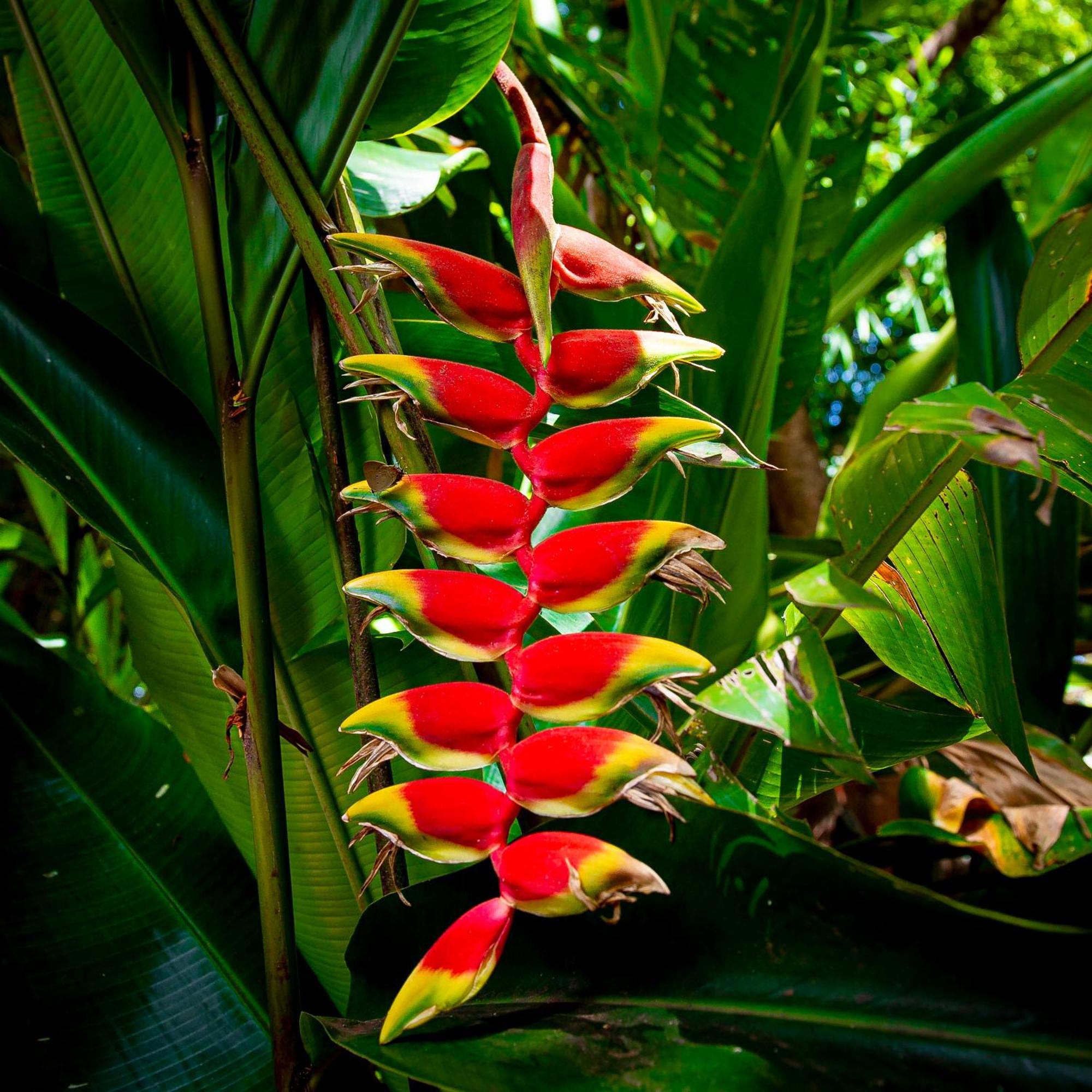 Secret Garden Iguazu Acomodação com café da manhã Puerto Iguazú Exterior foto